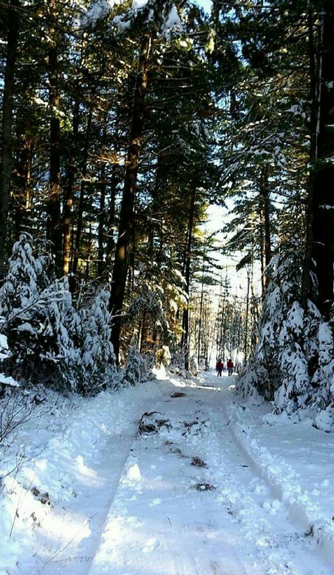 Snowy Excursions