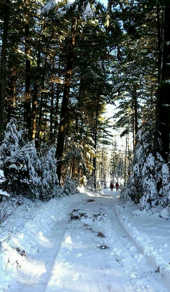 Snowy Excursions