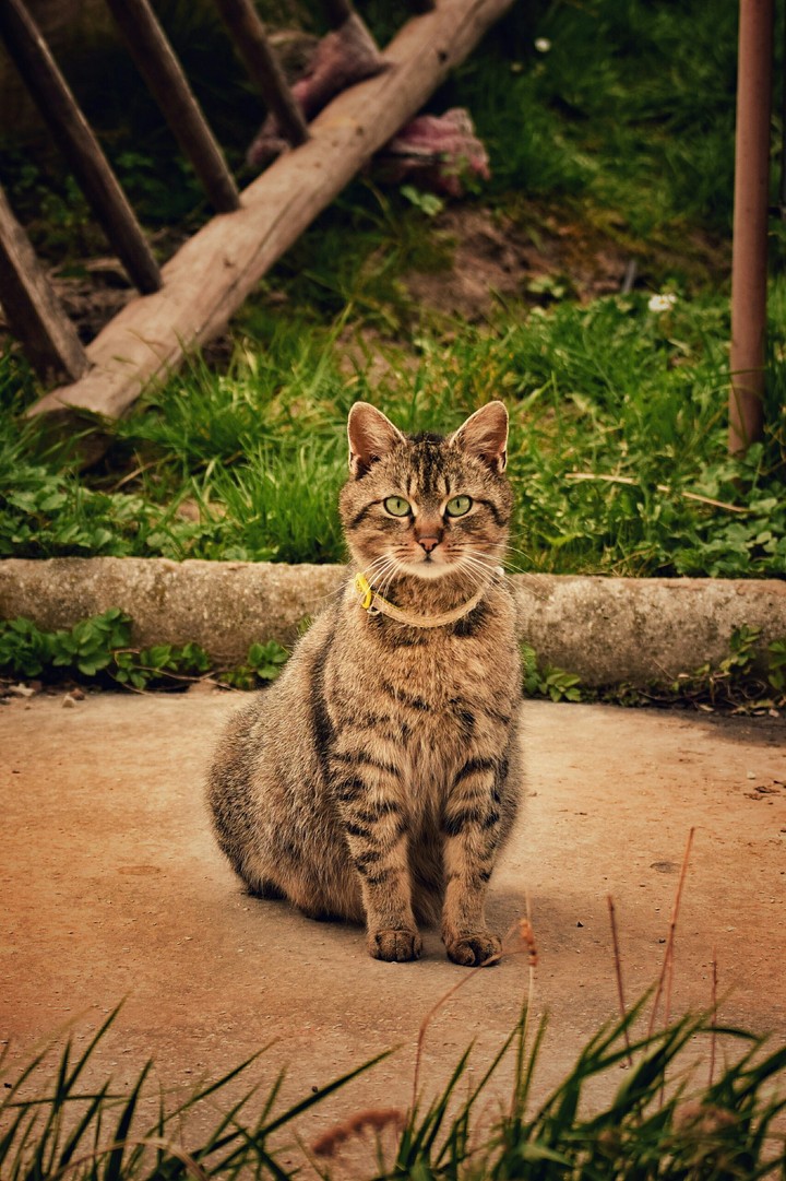 cat