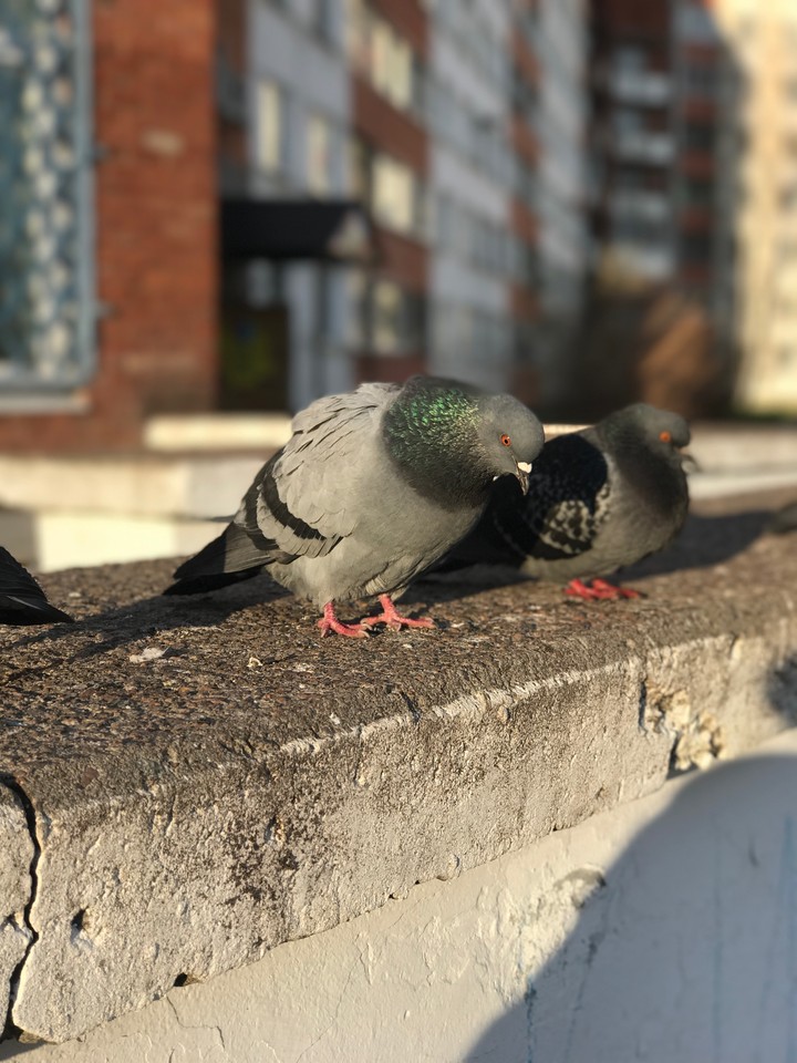 a doves