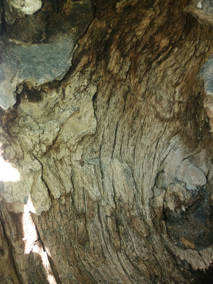 oak trees
