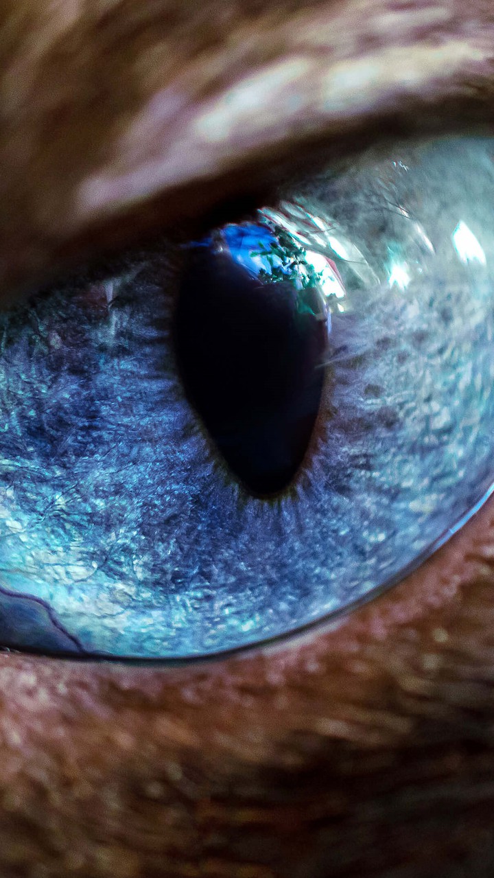 eyes