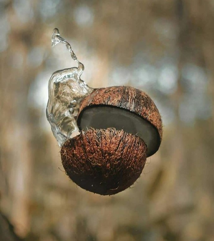 coconut