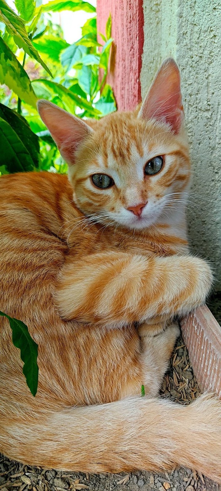Highly photogenic (Trevis ed.)