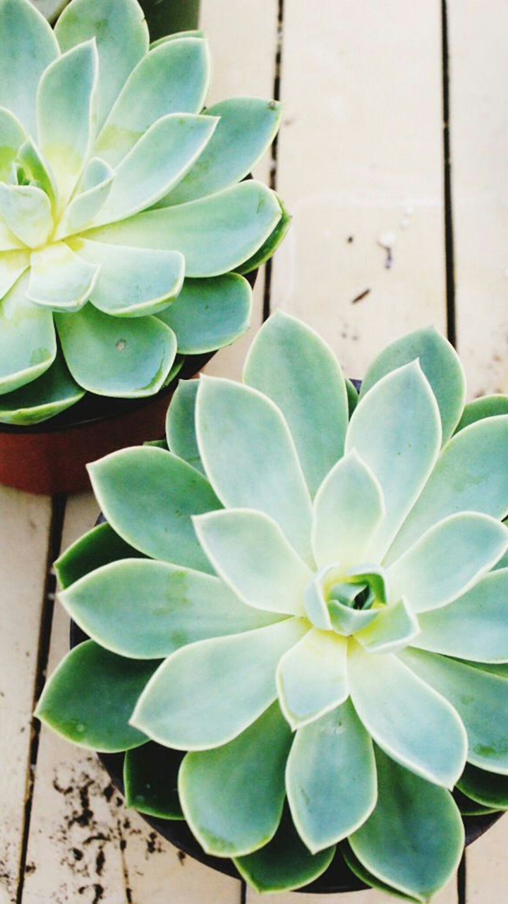 plant