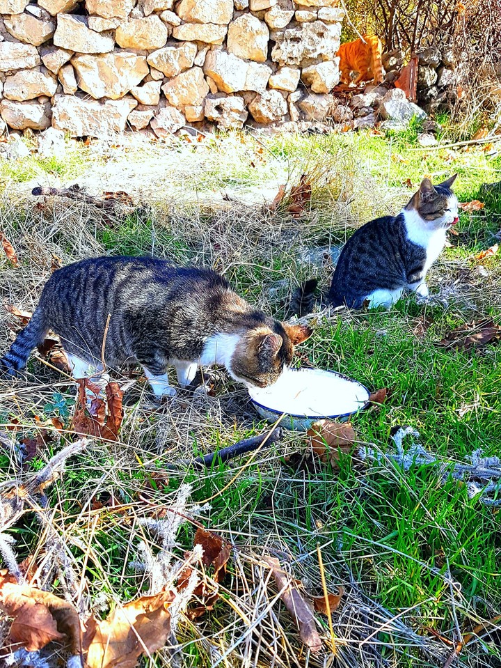 Pisi pisi'ler :))