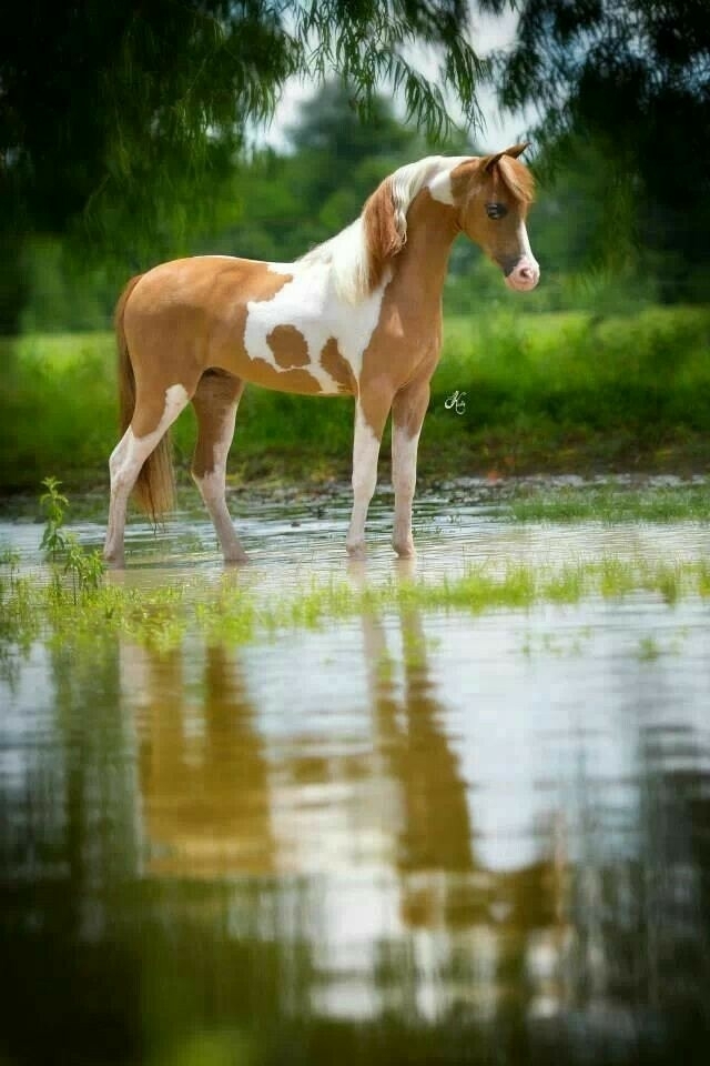 All The Pretty Horses