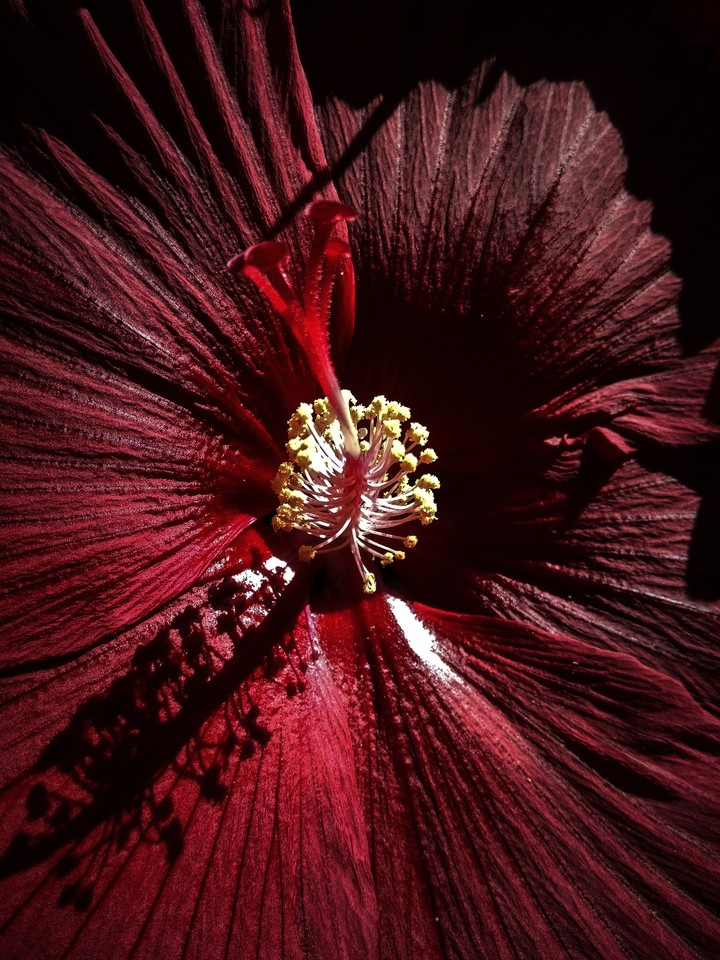 Hibiscus