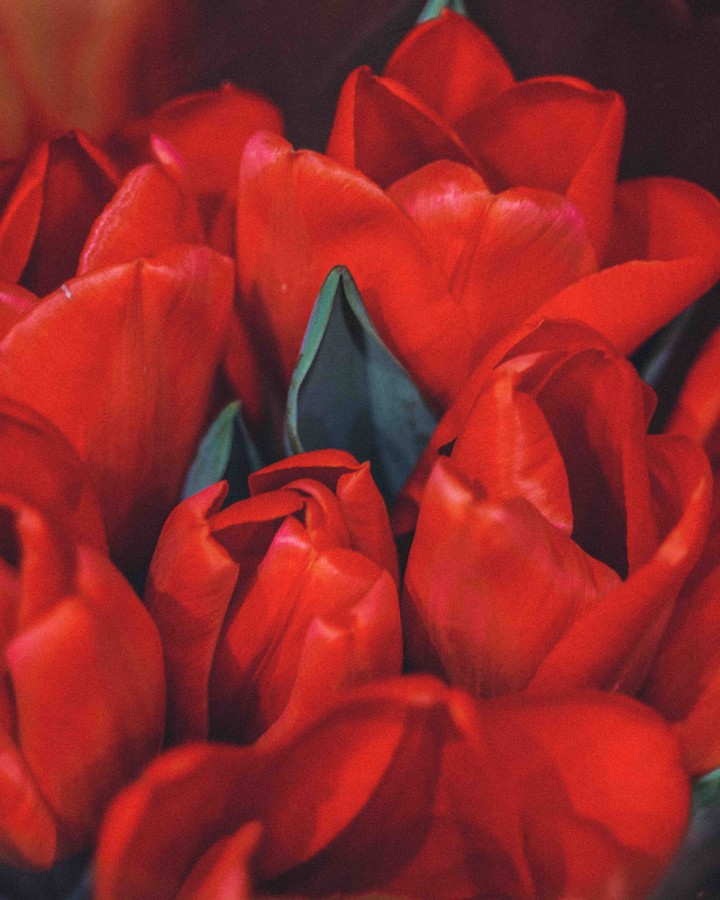 tulips