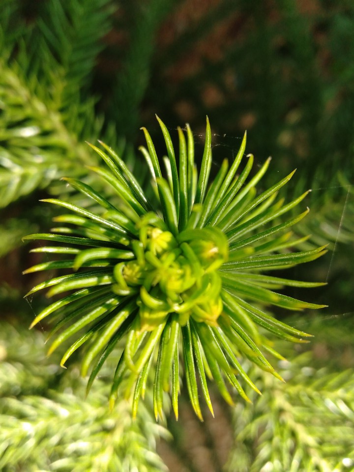#sapling
