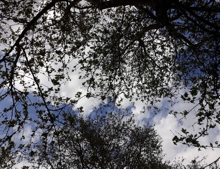 tree and sky