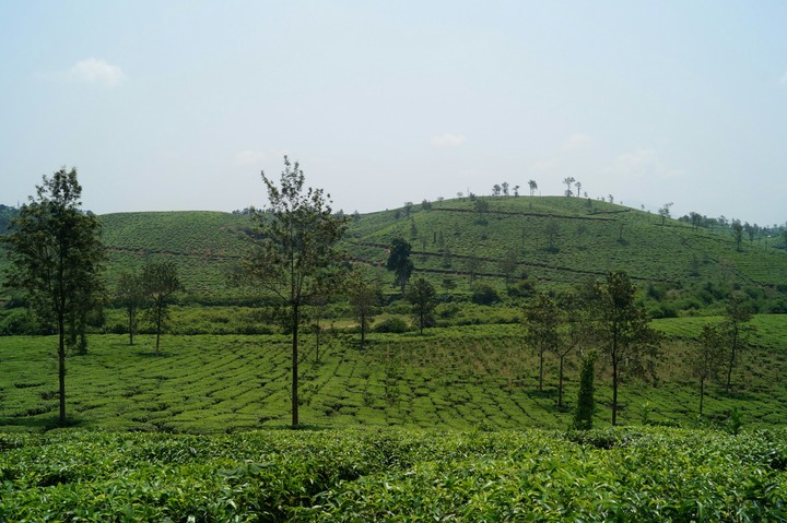 Tea plantation kerala