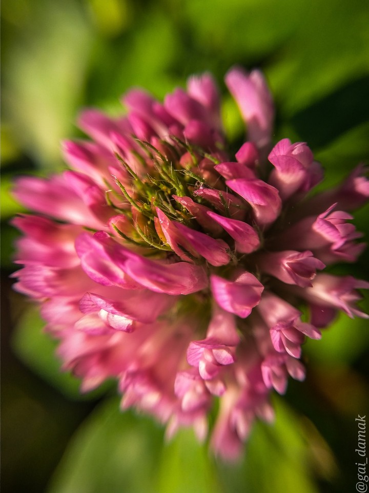 last flower