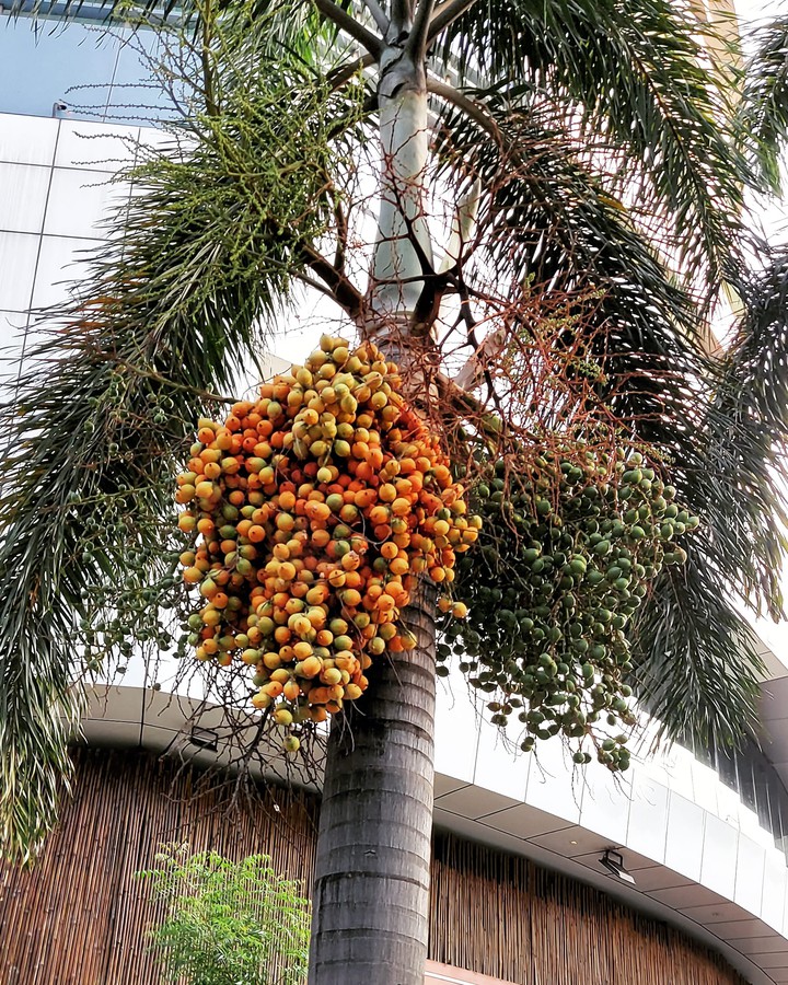 tree