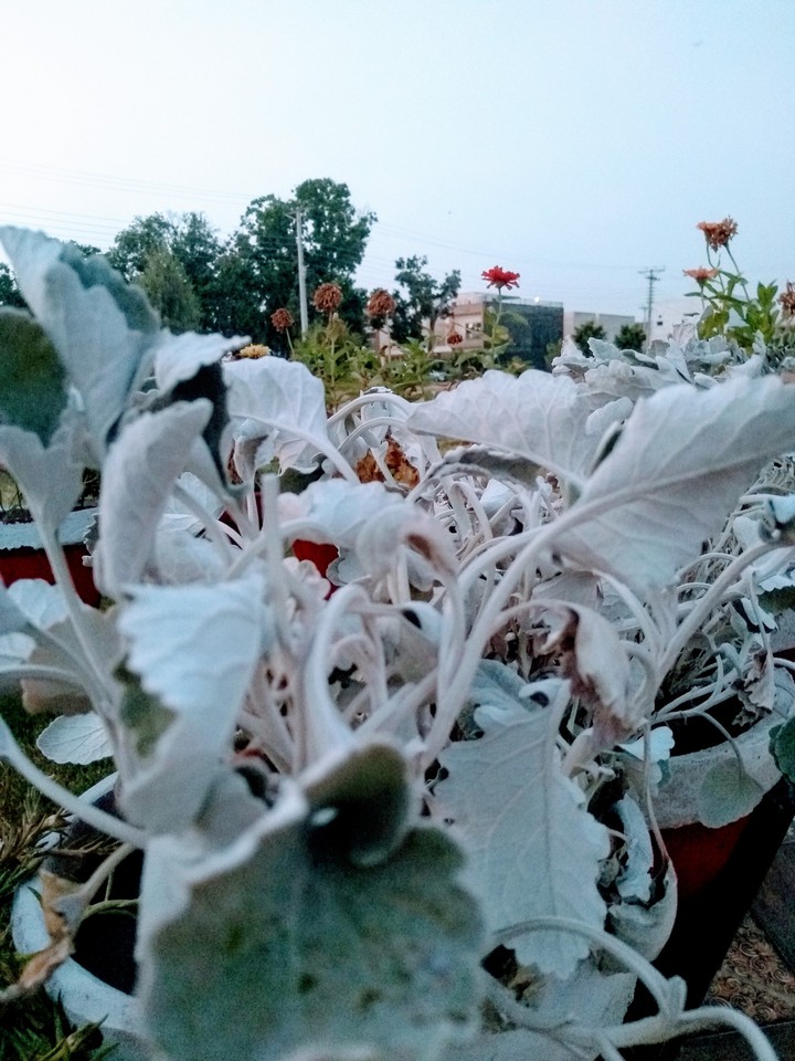 white leaves