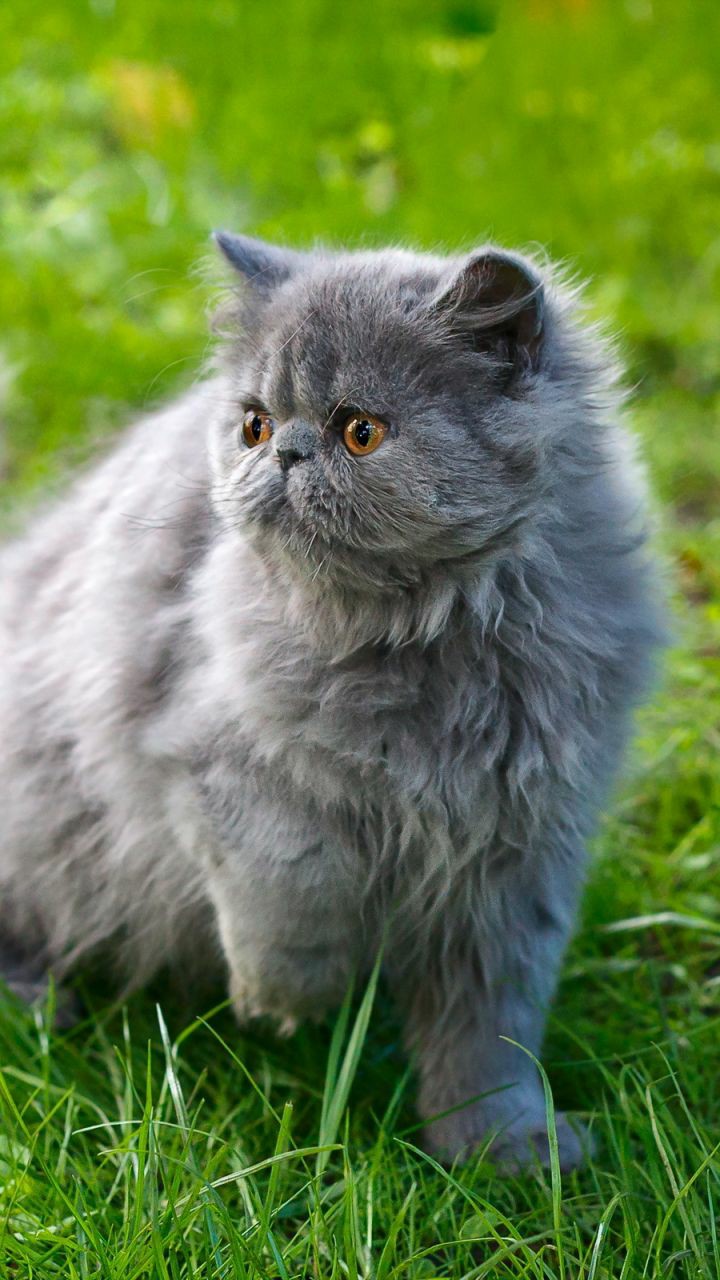 persian cats