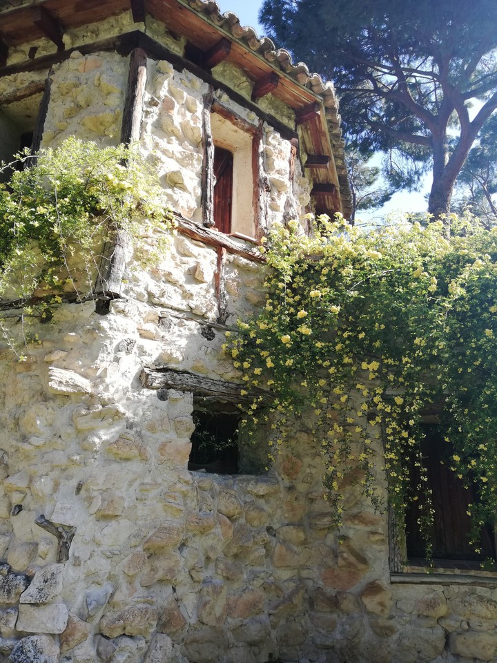primavera