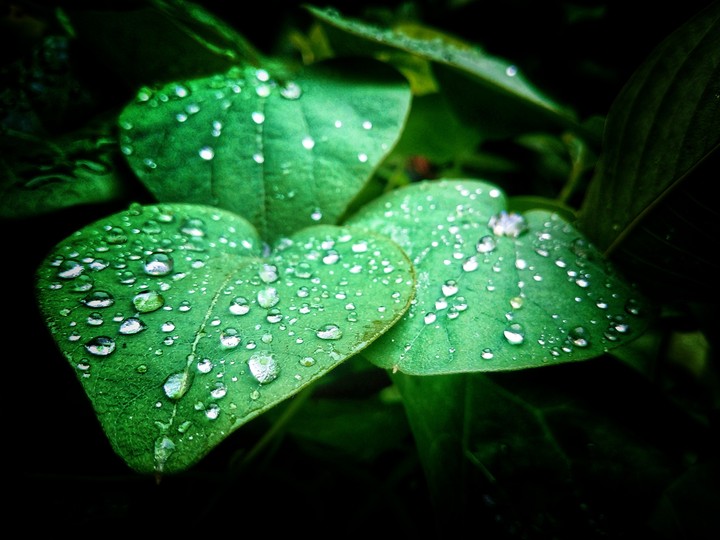 Water drips on leaf