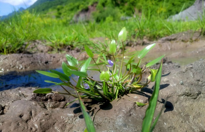 PLANTAS SUBACUATICAS.