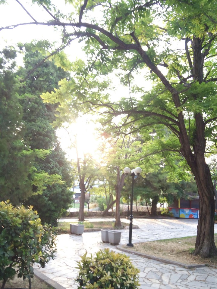sun and trees