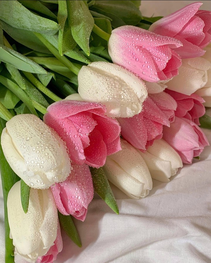 Tulip
