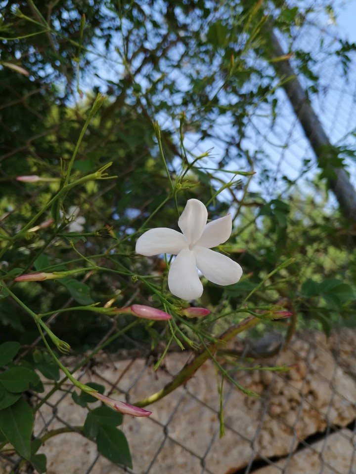 Jasmine