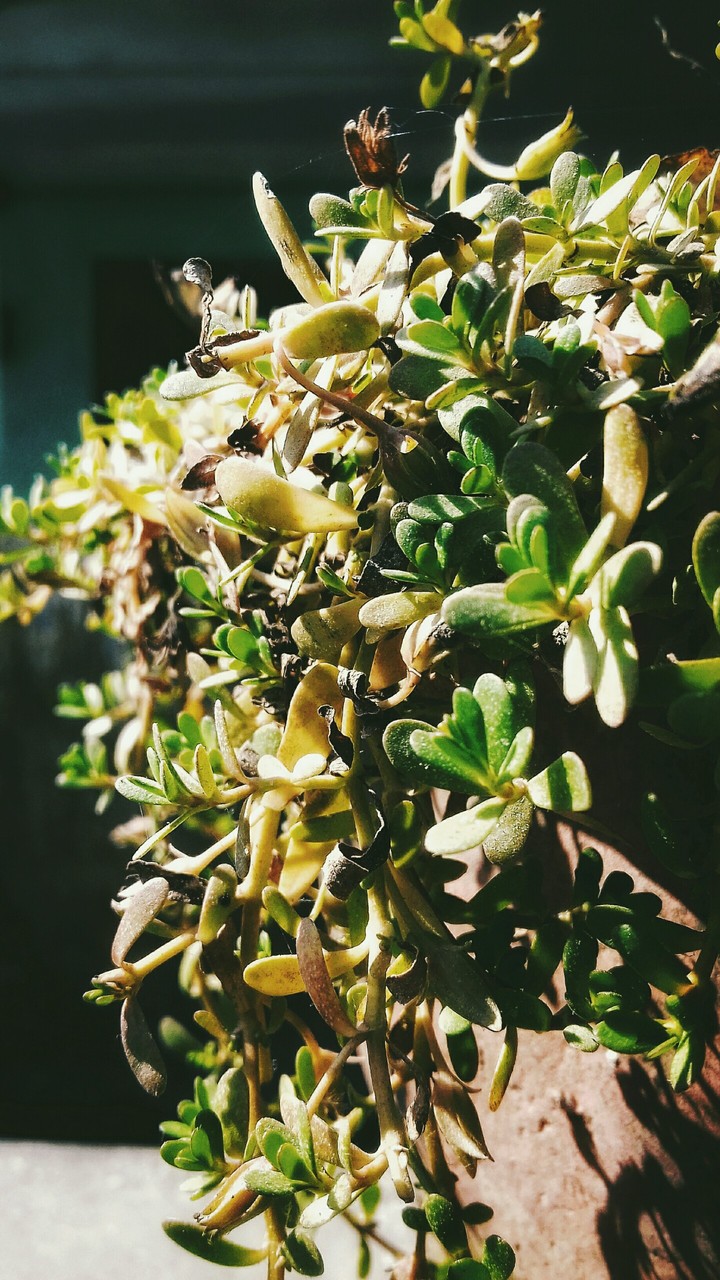 bush