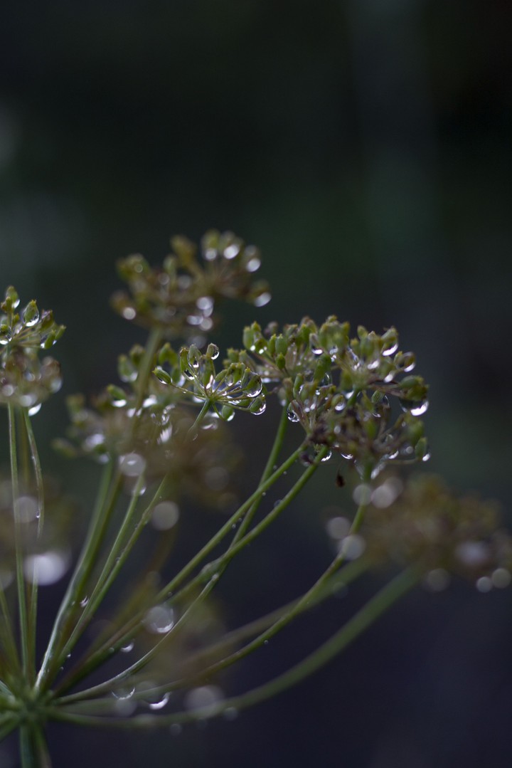 rain