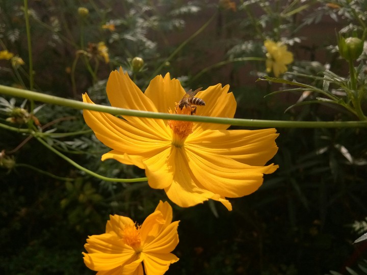 flower in my school