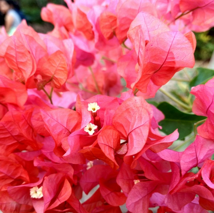 flower