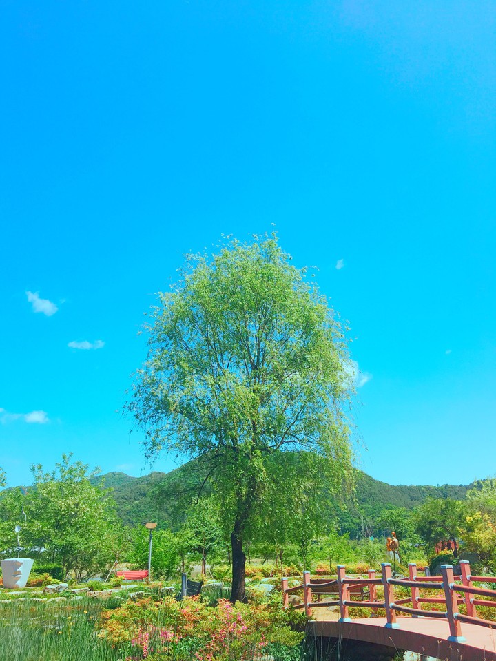 A tree and a bridge