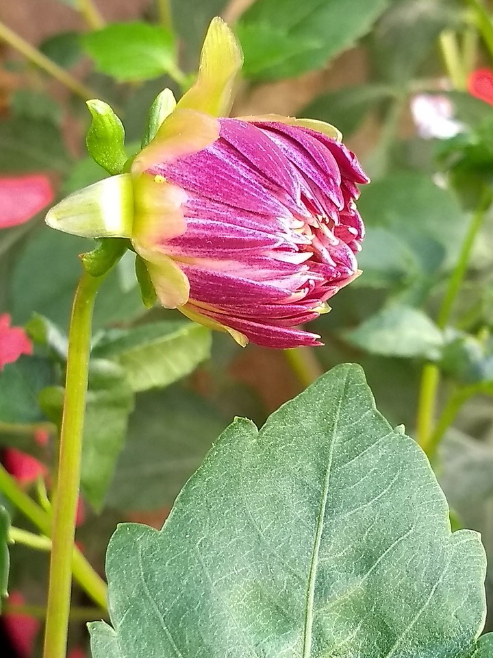 flower