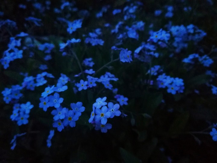 Forget-me-not