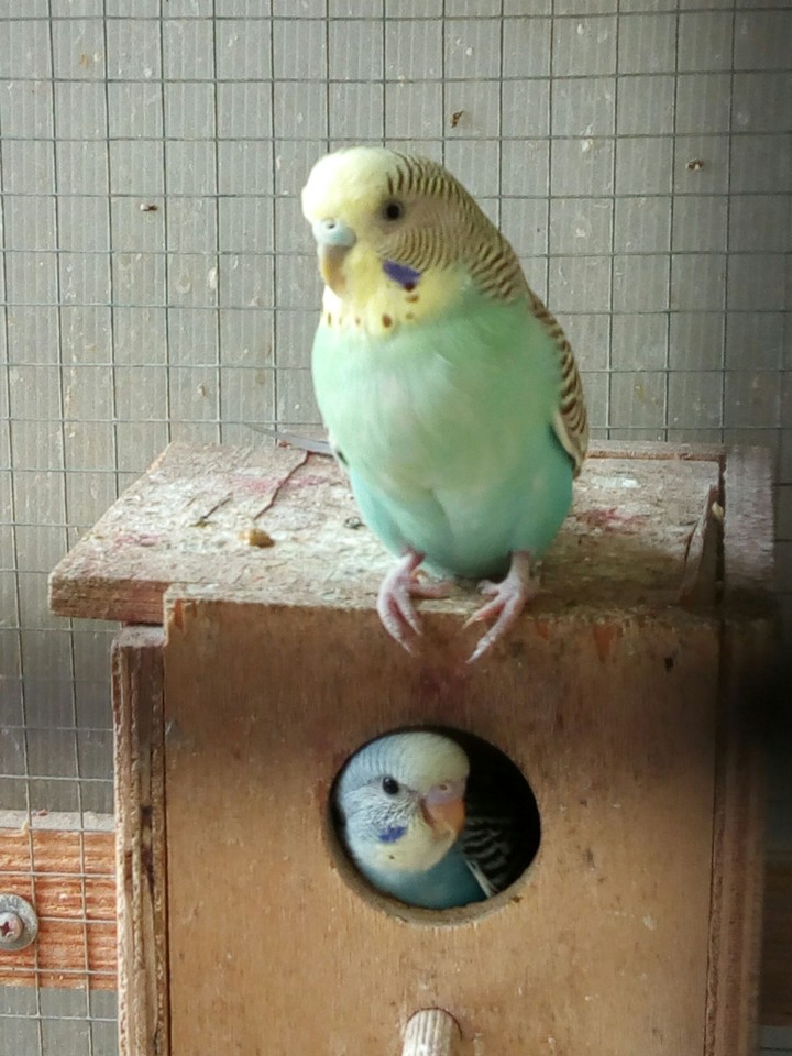 Family
