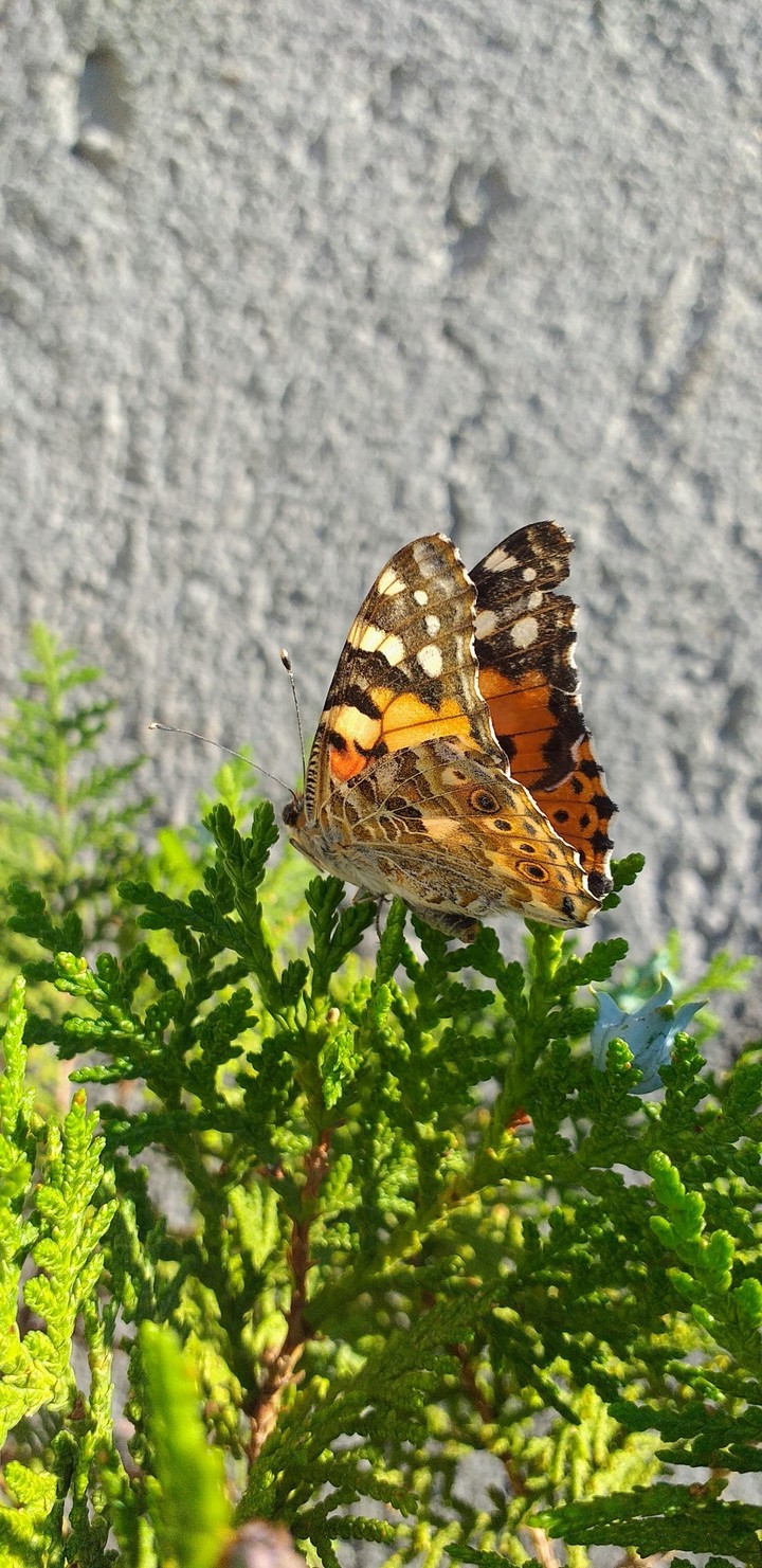 butterfly