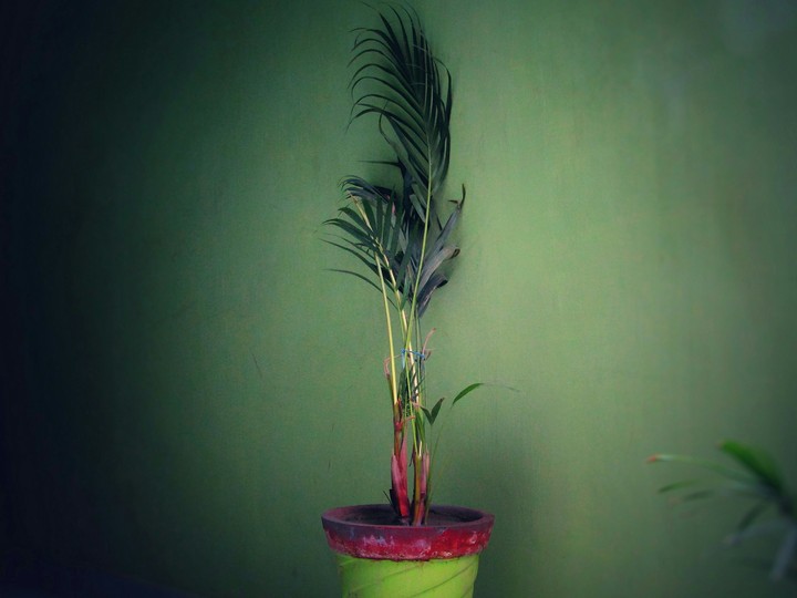 Potted plant