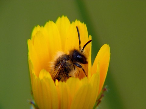 flower, bumblebee桌布
