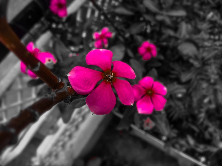 black&pink