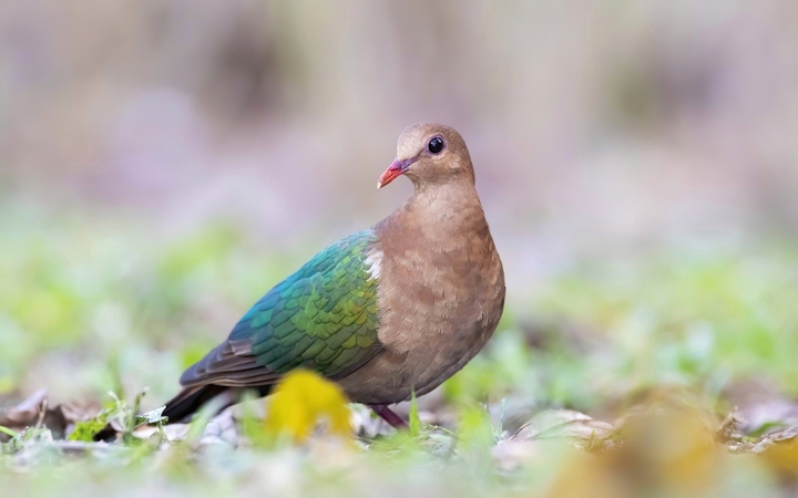 Pigeon