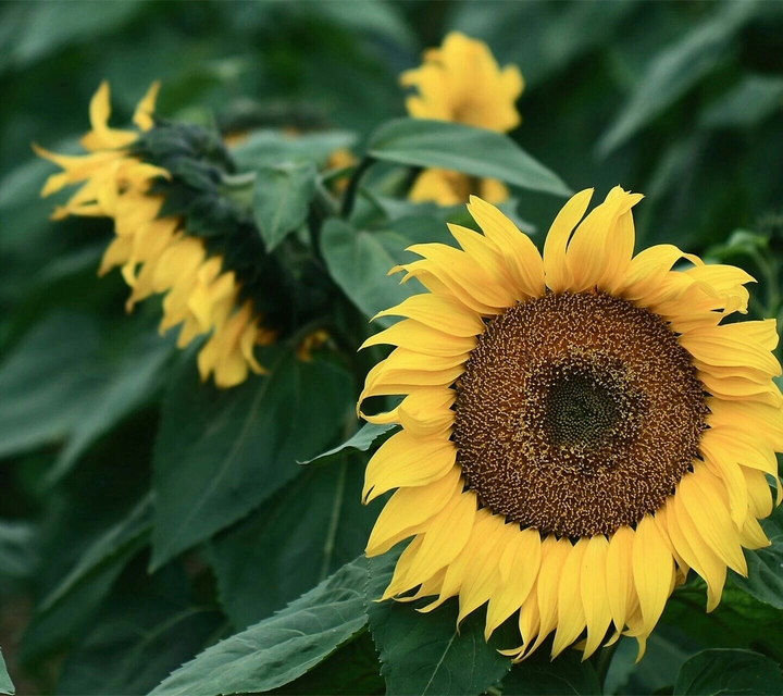 sunflower
