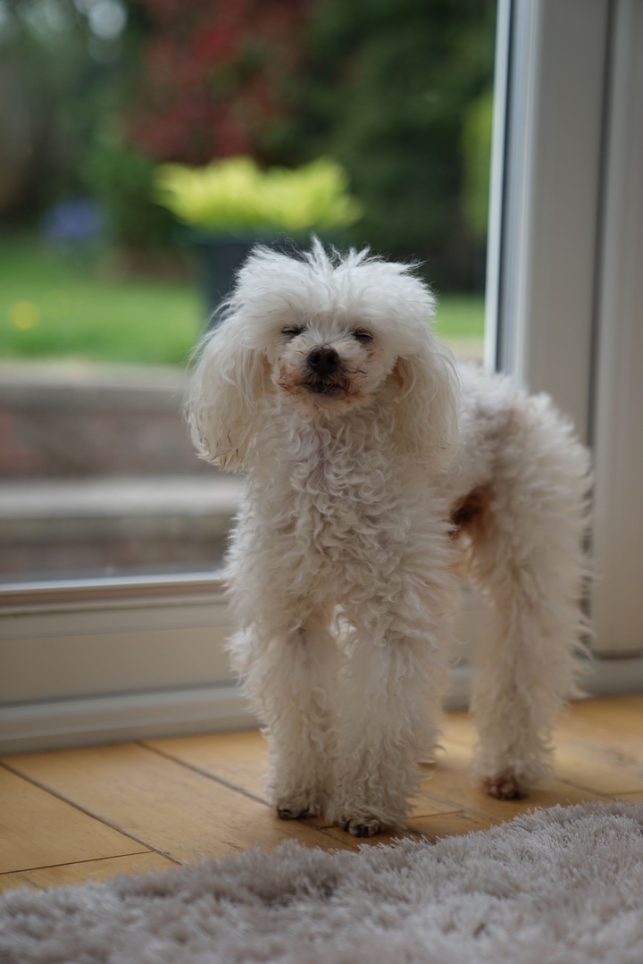 poodle