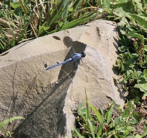 plant, dragonfly वॉलपेपर