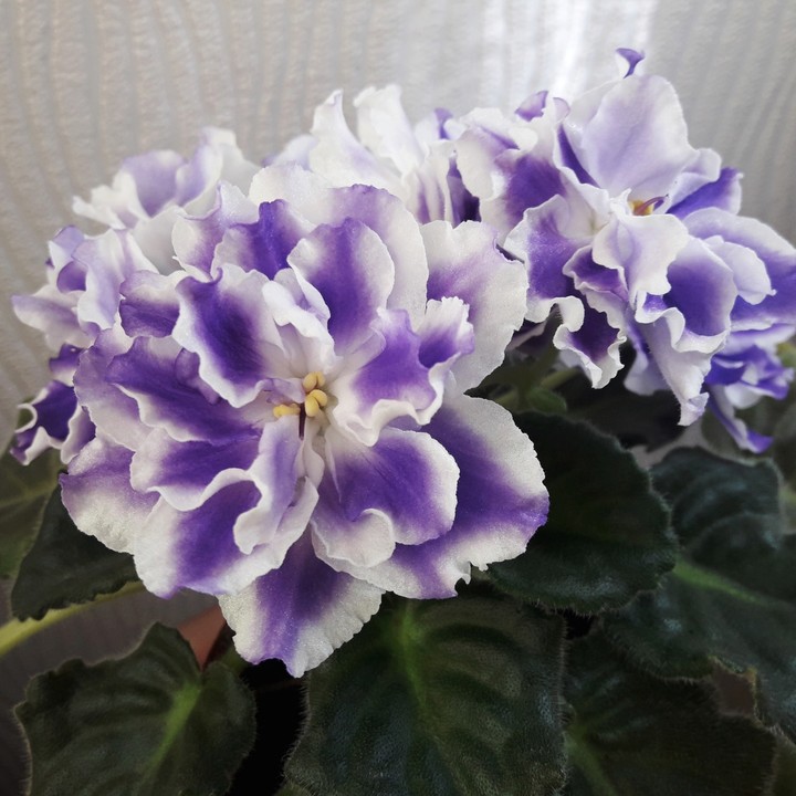 violets