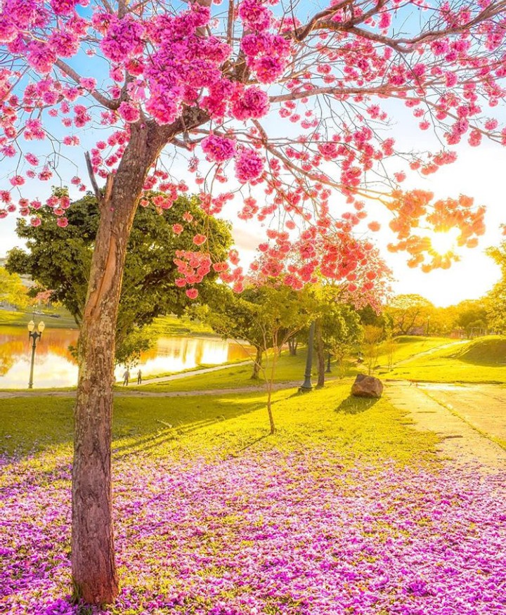 MAKE YOUR DAY MORE JOYFUL