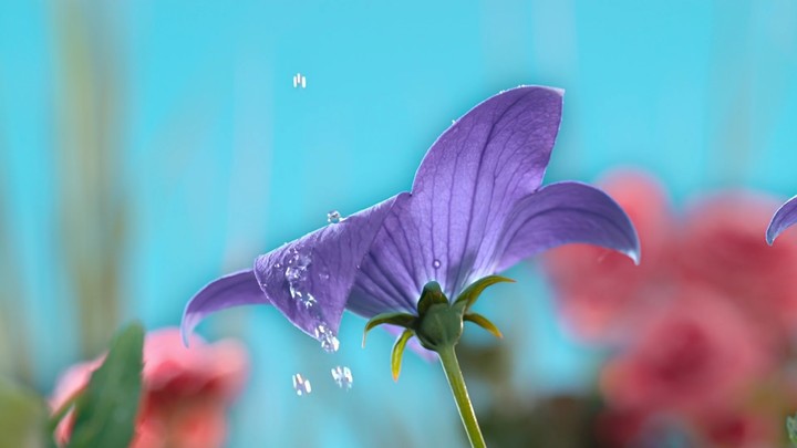 Flower HD+