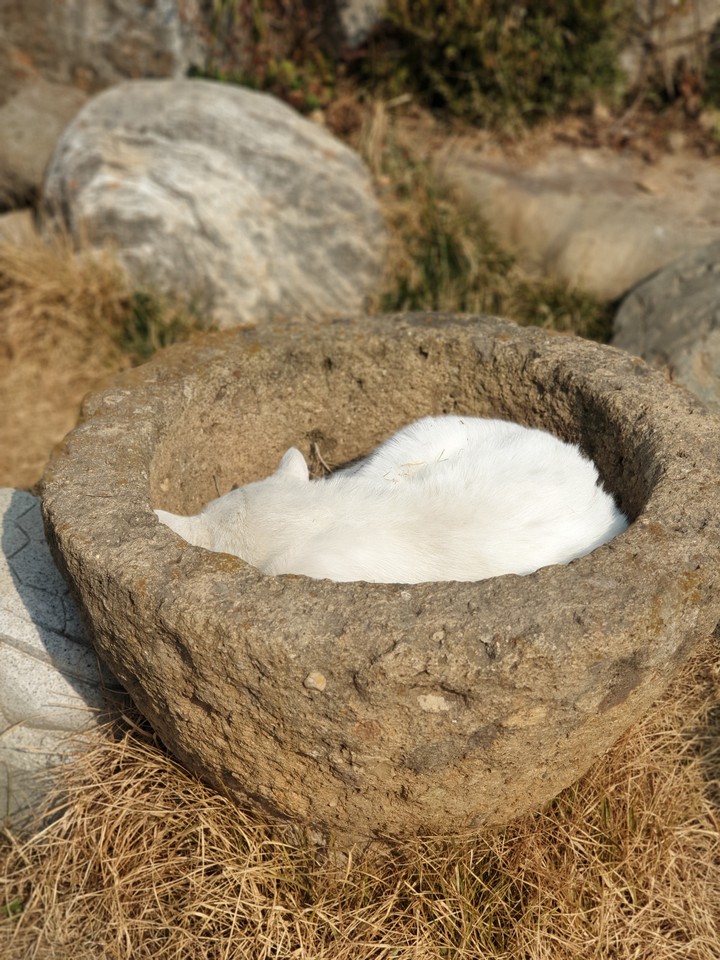 cat