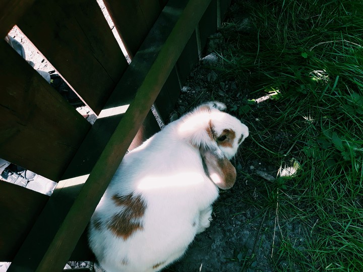 it is................. Bunny