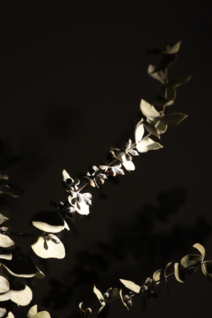 High contrast eucalyptus