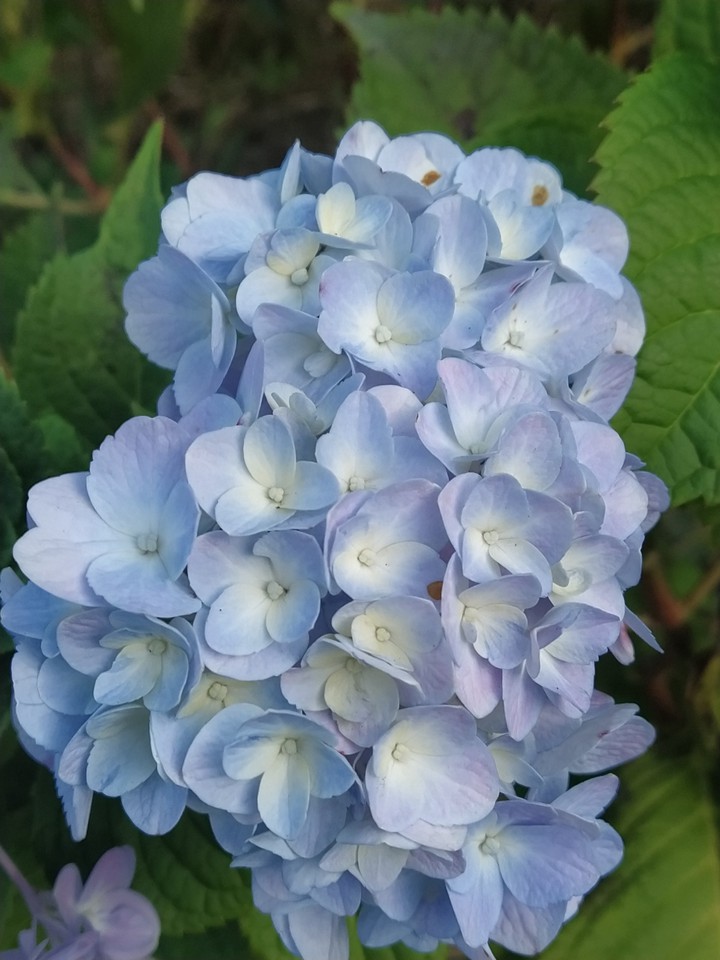 blue