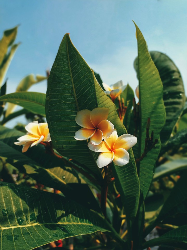 pulmeria